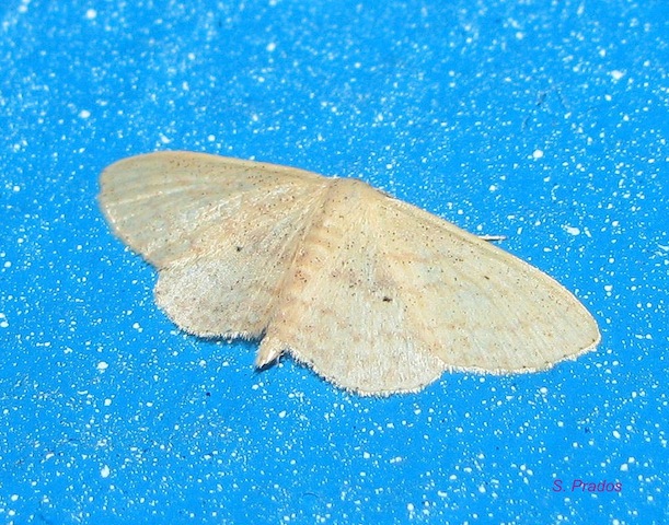 geometridae per ID